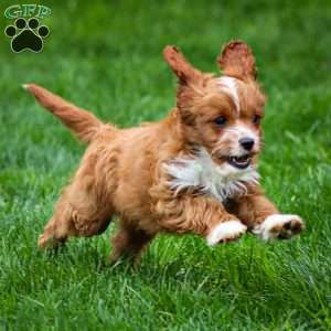 Poppy, Cavapoo Puppy