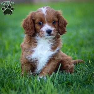 Poppy, Cavapoo Puppy
