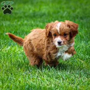 Poppy, Cavapoo Puppy