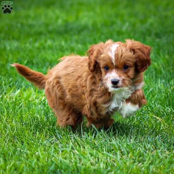 Poppy, Cavapoo Puppy