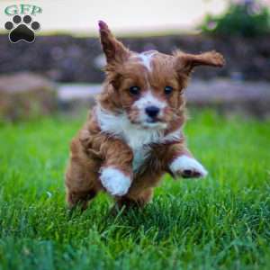 Poppy, Cavapoo Puppy