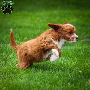 Poppy, Cavapoo Puppy