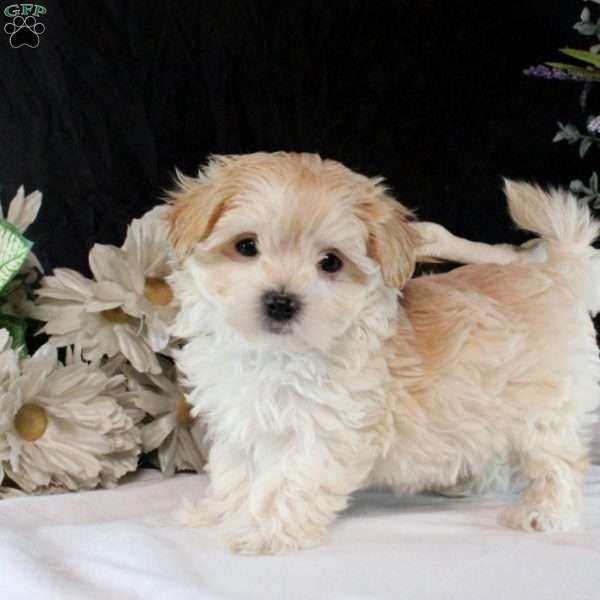 Poppy, Maltipoo Puppy