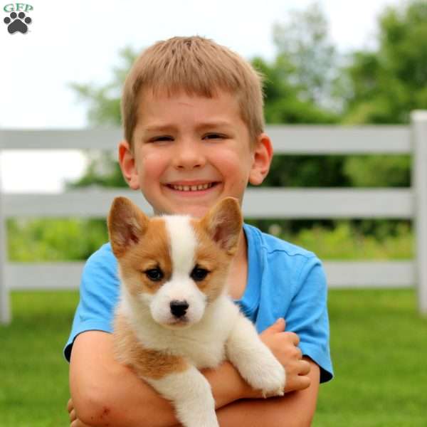 Poppy, Pembroke Welsh Corgi Puppy