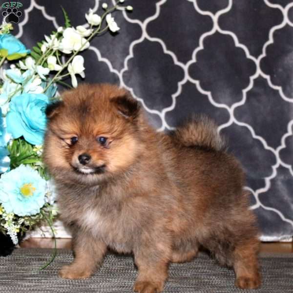 Poppy, Pomeranian Puppy