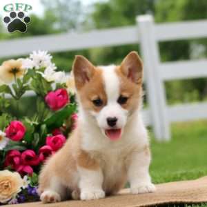 Poppy, Pembroke Welsh Corgi Puppy