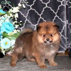 Poppy, Pomeranian Puppy