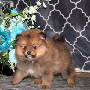 Poppy, Pomeranian Puppy