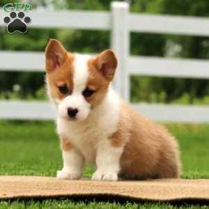 Poppy, Pembroke Welsh Corgi Puppy