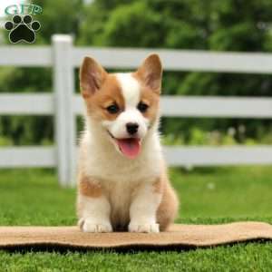 Poppy, Pembroke Welsh Corgi Puppy