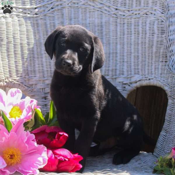 Portman, Black Labrador Retriever Puppy