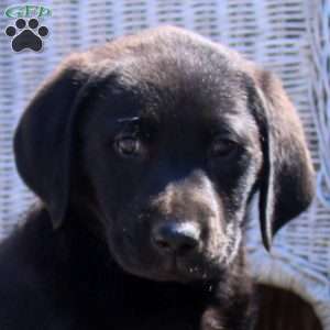 Portman, Black Labrador Retriever Puppy
