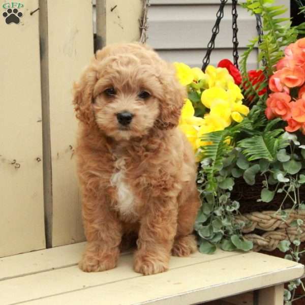 Posy, Cockapoo Puppy