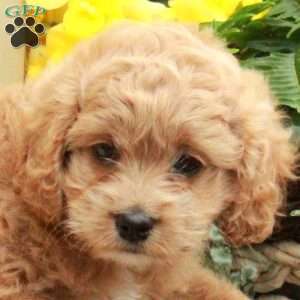 Posy, Cockapoo Puppy