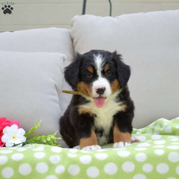 Potter, Bernese Mountain Dog Puppy