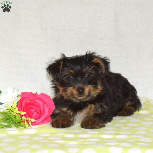 Pretzel, Yorkie Puppy