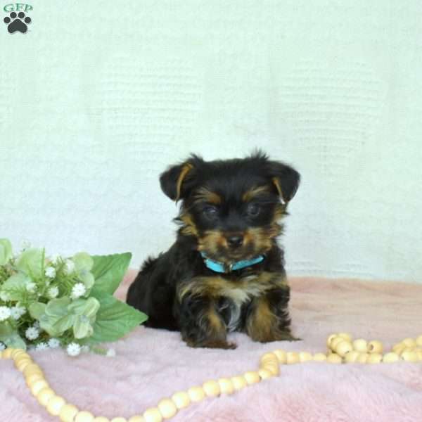 Pretzel, Yorkie Puppy