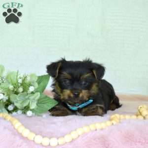 Pretzel, Yorkie Puppy