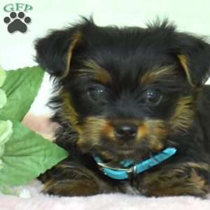 Pretzel, Yorkie Puppy