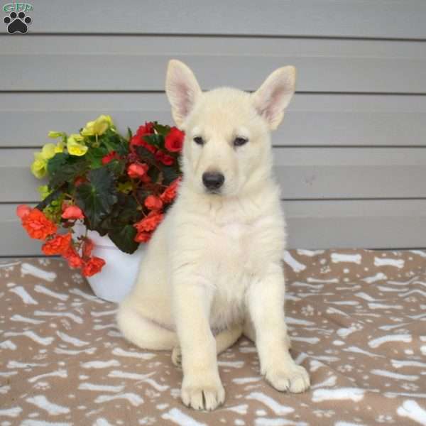 Prince, German Shepherd Mix Puppy
