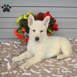 Prince, German Shepherd Mix Puppy