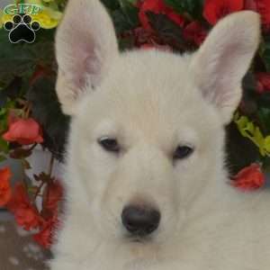 Prince, German Shepherd Mix Puppy