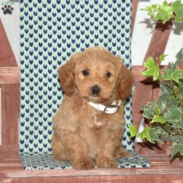 Princess, Cockapoo Puppy