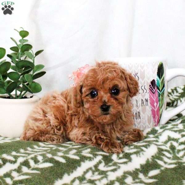 Princess, Toy Poodle Puppy
