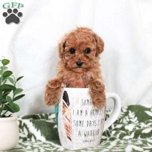 Princess, Toy Poodle Puppy