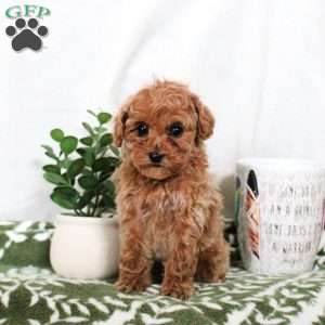 Princess, Toy Poodle Puppy