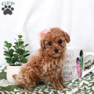 Princess, Toy Poodle Puppy