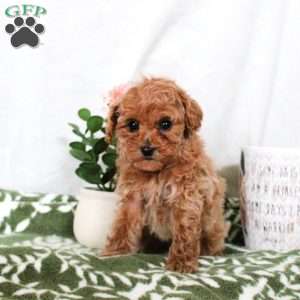Princess, Toy Poodle Puppy