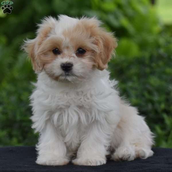 Princess, Cavachon Puppy