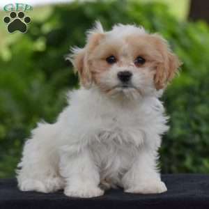 Princess, Cavachon Puppy