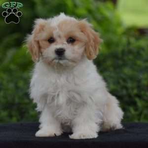 Princess, Cavachon Puppy