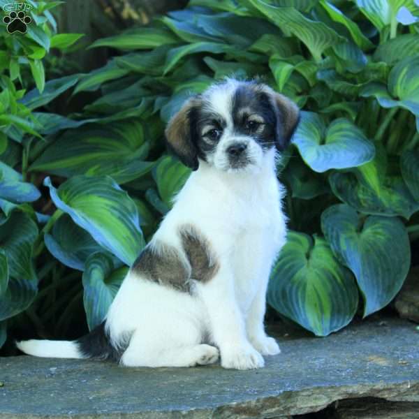 Puddles, Miniature Poodle Mix Puppy