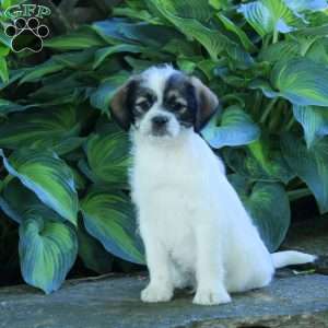 Puddles, Miniature Poodle Mix Puppy