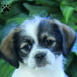 Puddles, Miniature Poodle Mix Puppy