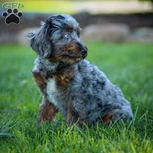 Pumba, Cavapoo Puppy