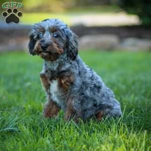 Pumba, Cavapoo Puppy