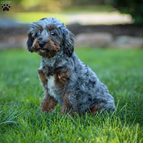 Pumba, Cavapoo Puppy