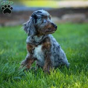 Pumba, Cavapoo Puppy
