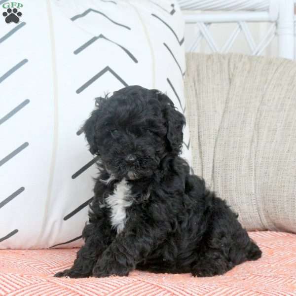 Queenie, Miniature Poodle Puppy