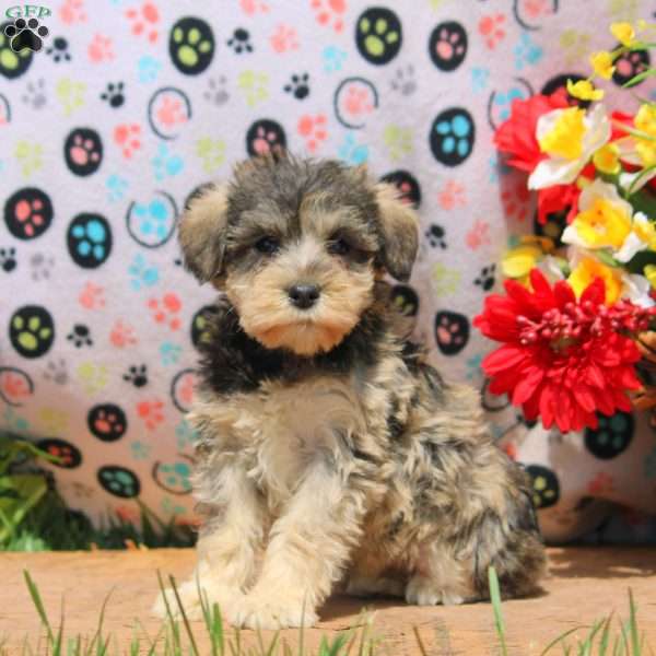Queenie, Miniature Schnauzer Puppy