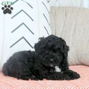 Queenie, Miniature Poodle Puppy