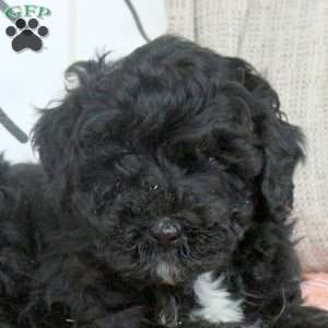 Queenie, Miniature Poodle Puppy