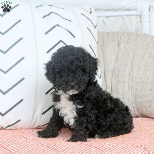 Quentin, Miniature Poodle Puppy