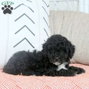 Quentin, Miniature Poodle Puppy