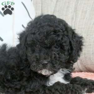 Quentin, Miniature Poodle Puppy