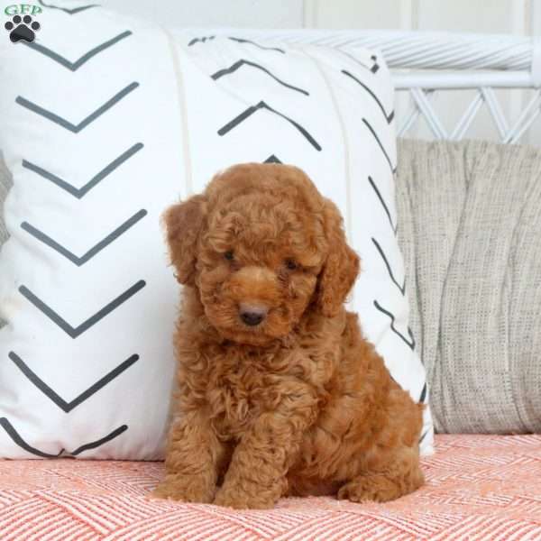 Quincey, Miniature Poodle Puppy